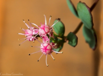 Sedum sieboldii