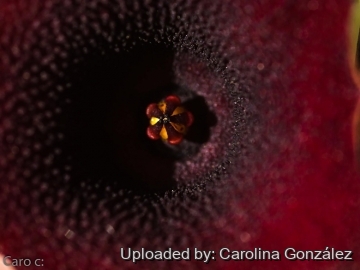 Huernia pendula