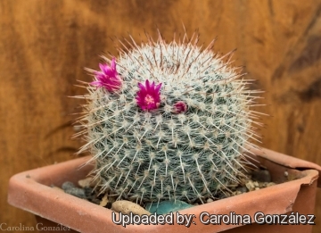 Mammillaria muehlenpfordtii