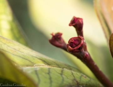 Euphorbia umbellata