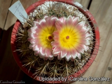 Notocactus roseoluteus