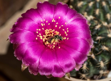 Lobivia tiegeliana var. pusilla