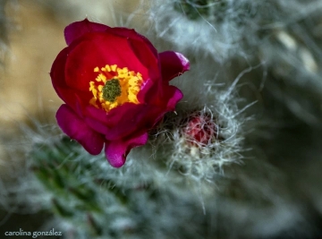 Austrocylindropuntia vestita