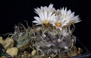 Turbinicarpus schmiedickeanus subs. macrochele