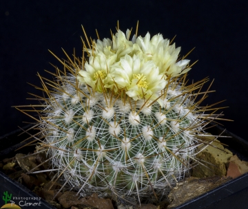 Stenocactus vaupelianus