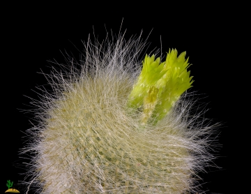 Parodia haselbergii subs. graessneri