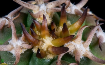 Gymnocalycium spegazzinii var. unguispinum