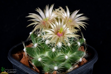 Escobaria wissmannii