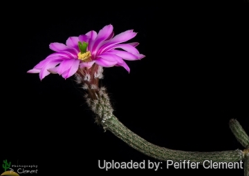 Echinocereus poselgeri