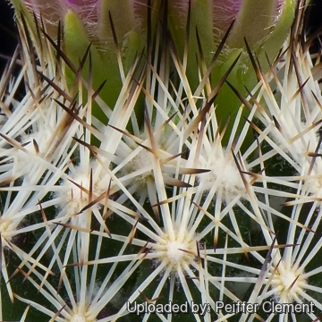 Escobaria grata