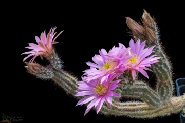 Echinocereus schmollii