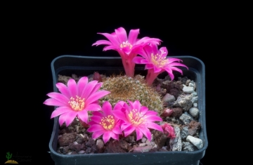 Rebutia violaciflora