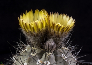 Eriosyce vertongenii