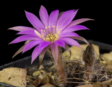 Lobivia wrightiana f. chilensis