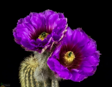 Echinocereus oklahomensis