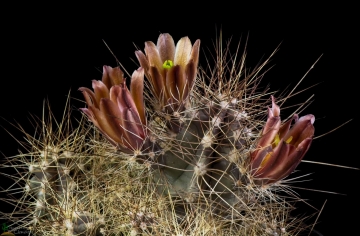 Echinocereus mapimiensis