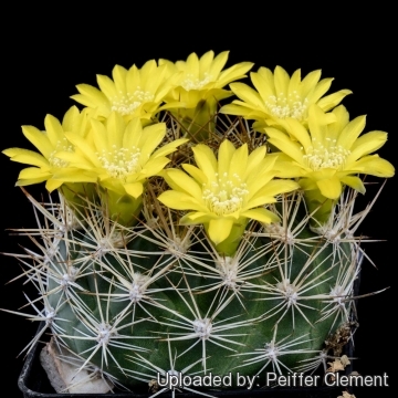 Rebutia neocumingii subs. riograndensis