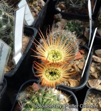 Echinopsis cv. Stern von Emsbach