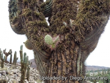 Opuntia sulphurea