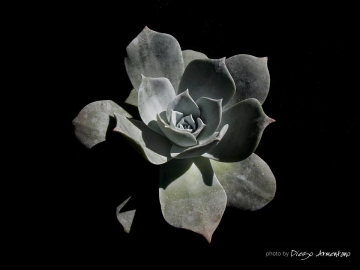 Dudleya pulverulenta
