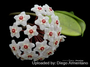 Hoya carnosa