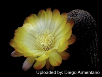 Echinopsis famatimensis