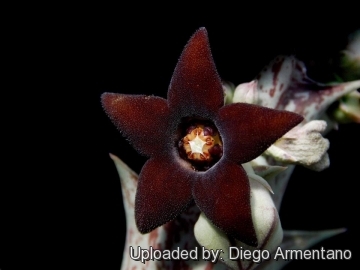 Orbea decaisneana subs. hesperidum