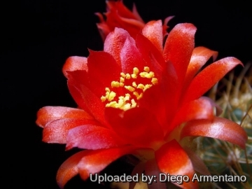 Echinopsis maximiliana