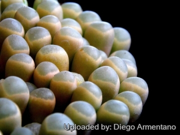 Fenestraria rhopalophylla