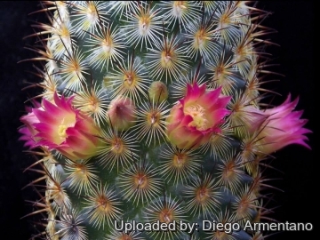 Mammillaria microhelia