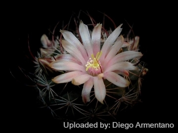 Mammillaria johnstonii
