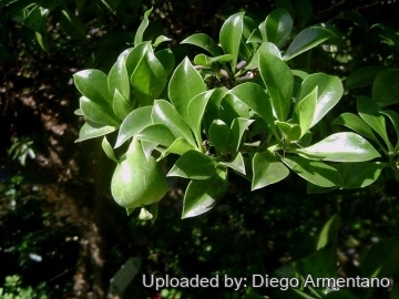Pereskia quisqueyana