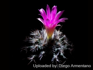Turbinicarpus viereckii