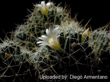 Mammillaria decipiens subs. camptotricha