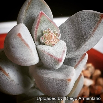 Crassula sericea