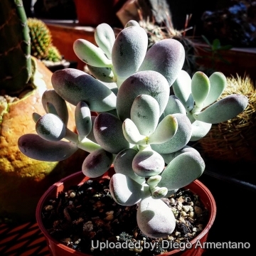 Cotyledon orbiculata var. oophylla