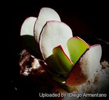 Cotyledon orbiculata var. oblonga