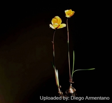 Habranthus tubispathus