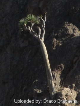 Dracaena draco subs. ajgal