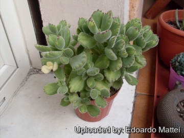 Cotyledon tomentosa