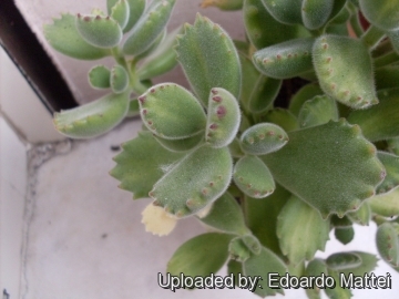 Cotyledon tomentosa