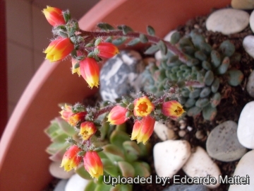 Echeveria setosa var. deminuta