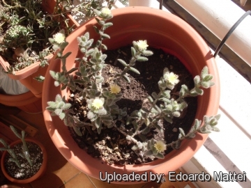 Delosperma echinatum