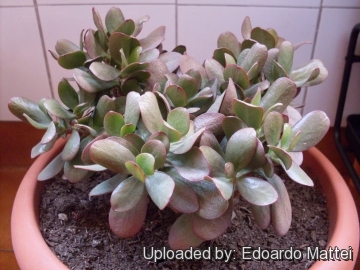 Crassula ovata