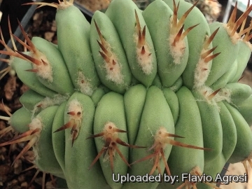 Copiapoa solaris f. cristata