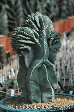 Astrophytum myriostigma cv. Double Ribs Nudum cristata