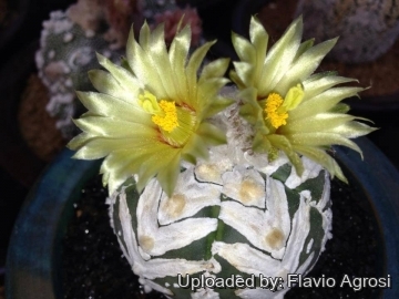 Astrophytum asterias cv. Superkabuto Sutadorimu