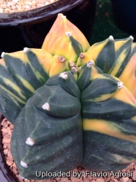 Astrophytum myriostigma cv. Kikko nudum f. variegata