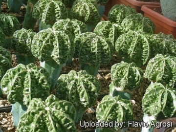 Astrophytum myriostigma cv. Hanakago