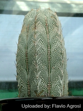 Astrophytum hybrid ONZ-OR (A. myriostigma cv. Onzuka x A. ornatum)